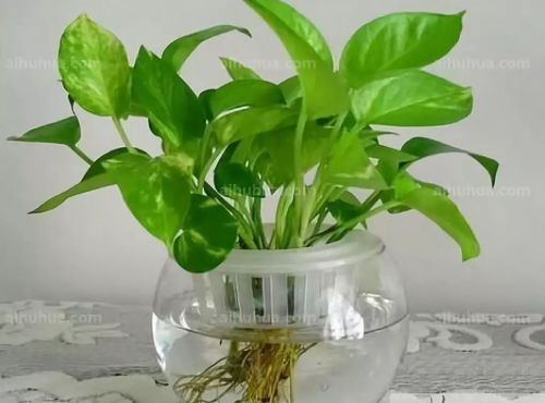 四大黄金组合：直接抄作业版