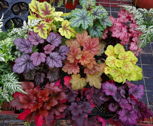 冬日里的色彩魔法