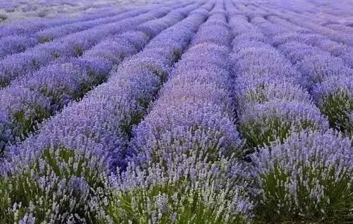 浪漫不是价格， 而是生命的绽放