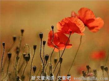 “努力的花朵，遍布奋斗之路