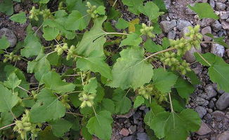 户外徒步，苍耳种子让人头疼嗯？揭秘60%省时清理秘籍！