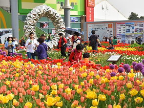 四季如春的花卉大棚， 花开不败的秘密