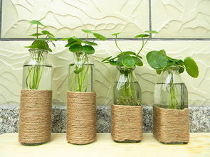 铜钱草水培养殖方法：铜钱草的养护指南