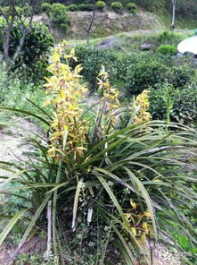 螃蟹兰花为何不开花？