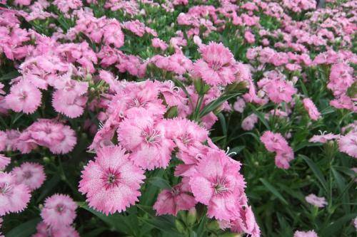 高原必种花草清单