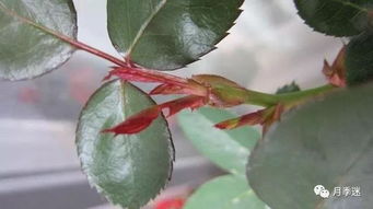 土壤选得好， 扦插没烦恼