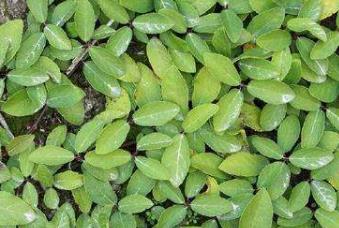 1. 健脾胃， 增进食欲