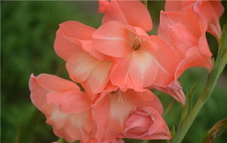 唐菖蒲种在紫砂盆还是瓷釉盆梗美观？