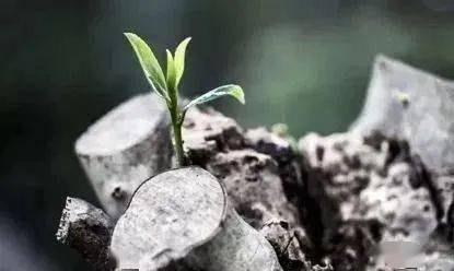 实生苗和自根苗的大杂烩