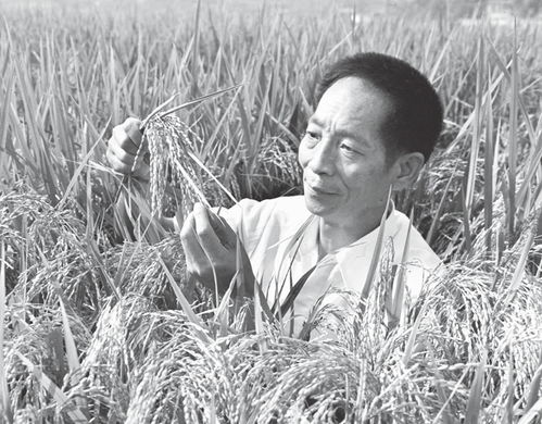 袁隆平在哪个年份成功培育出杂交水稻，开创了我国水稻研究的新纪元？