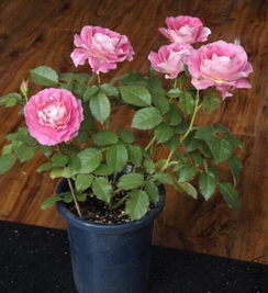 月季小苗的神奇蜕变