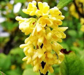 临沂兰山正全力打造北方桂花基地，以丰富花卉品种