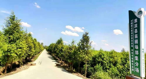 淮滨县的“三杉”传奇