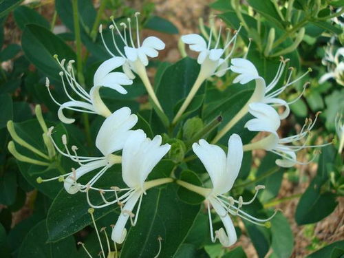 菊花去火？金银花去火