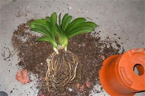 有些花卉不适应气候的变化