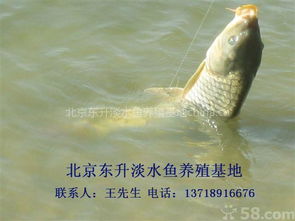 金鲳鱼大号饲料颗粒如何挑选，避免90%新手易踩的投喂误区？