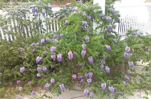 原因二：土壤问题， 营养跟不上了