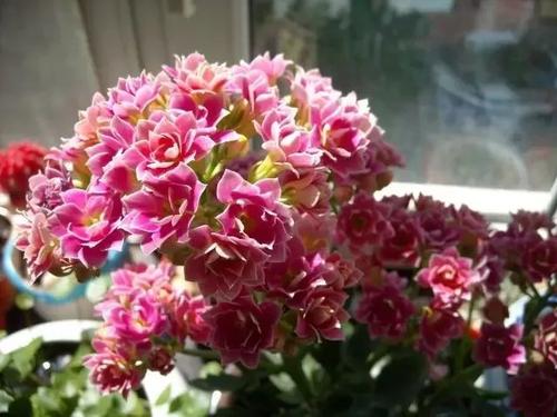 怕积水，浇水要适量