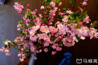 杜鹃花为何不开花？春意盎然却不见繁花似锦