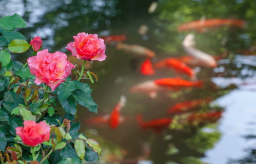 超级月季：花性、 稳定性两不误