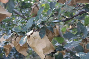 第一阶段（0-24小时）