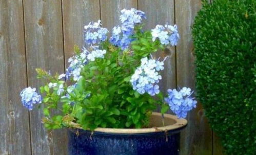 室内冬季花卉种植指南：耐寒植物大揭秘