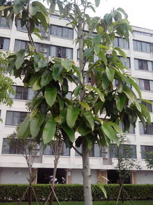 平安树叶变大，是变异了吗