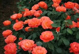 月季将军藤本探秘：幕府时期的农业政策疑云