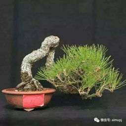 龙蕨树养护入门指南