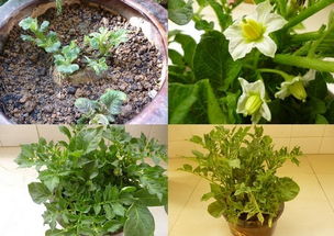 葡萄芽前期应该施什么肥料？