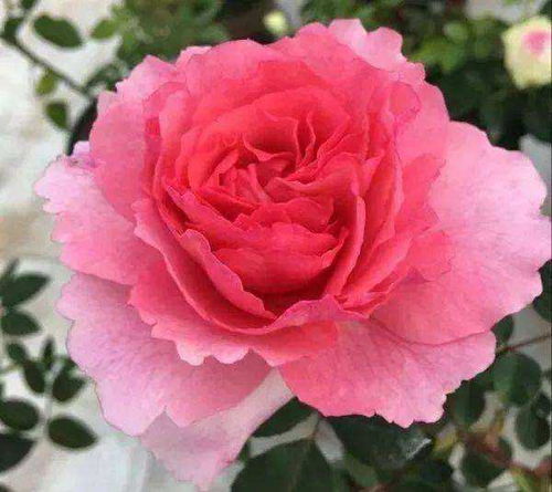 适合在哪个季节种植月季？