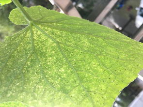 树叶变白死掉，是病虫害还是干旱