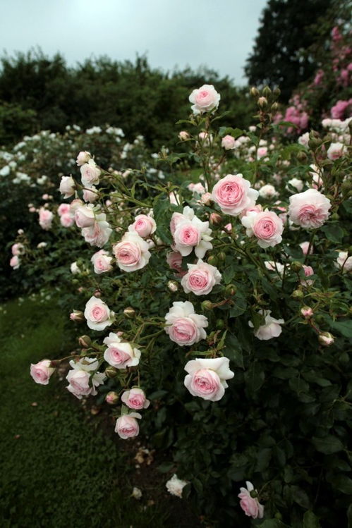 荷兰联合精选月季（United Selections）的育种家大揭秘！