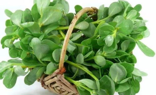 车前草种植方法详解