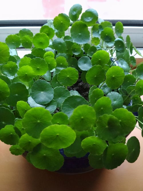 铁树叶煮水的使用方法