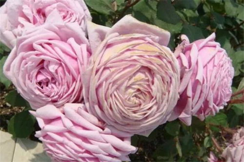 爱的精神月季：一朵花中的爱情故事