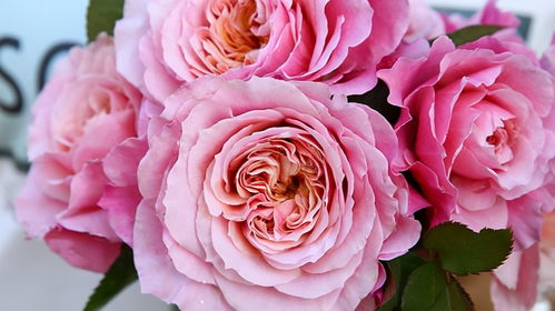 一秒带你入坑的5个优美月季花， 新手养护指南