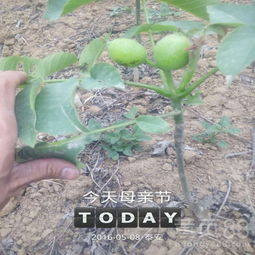 核桃树能否通过扦插繁殖成功？