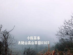 入秋后米兰如何养护？如何让米兰安然度过寒冷季节