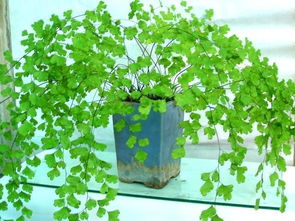 蕨类植物：给客厅增添别样风情