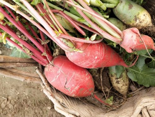 萝卜田里的草，怎么除？