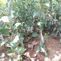 社会责任：基地的担当