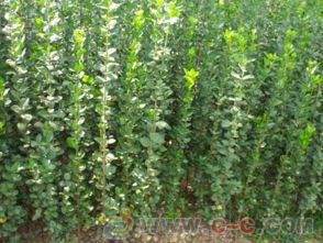 冬青移植的密度建议