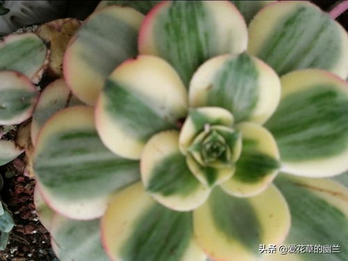 省钱小技巧：选择品种， 降低成本