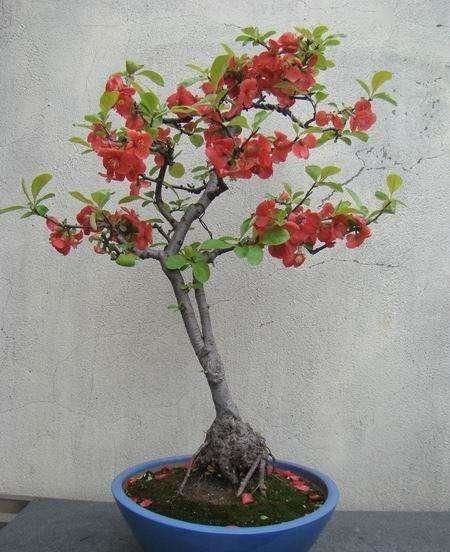 嫁接技术：刺槐的变身术