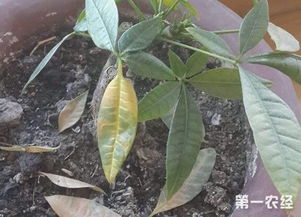 镇宅绿植掉叶怎么办？有哪些有效的防治方法可以避免叶子脱落
