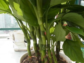 如何养护节节高植物，防止茎秆和叶片黄化？
