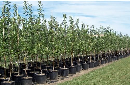 苗木长环境和特点还可分硬木和软木两大类