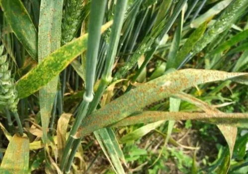 小麦叶锈病防治， 杀菌剂大比拼