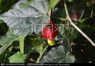 纹瓣悬铃花， 价格差3倍之谜